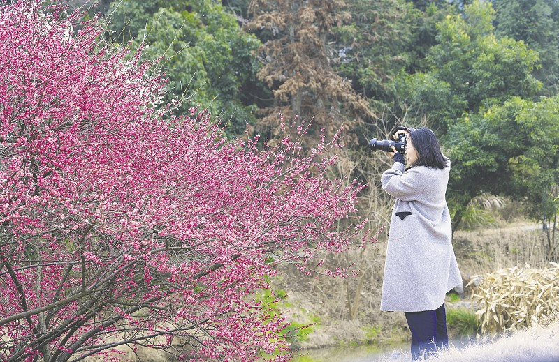 梅花绽放引客来
