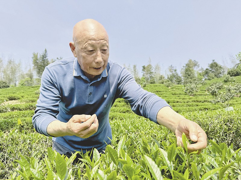 新桥河镇 万亩有机茶“沏”出乡村振兴富民味
