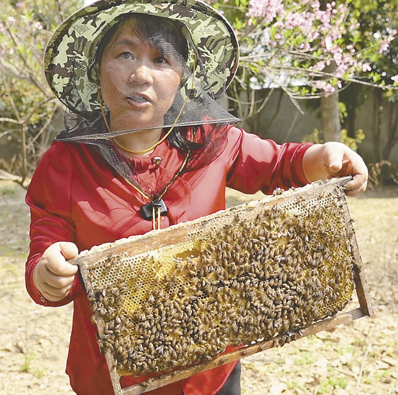 “蜜蜂姐姐”带着400箱蜜蜂追花逐蜜
