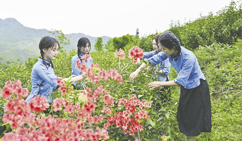 茶香漫青山 文旅促振兴