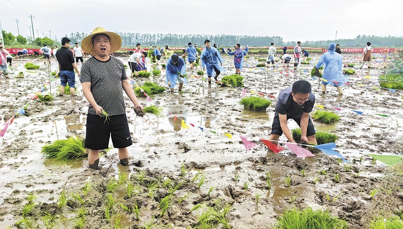 大通湖区 以农田为赛场 300余名青年田间竞插秧