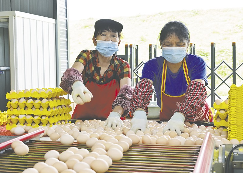 智能化养鸡，日产鲜蛋7万枚