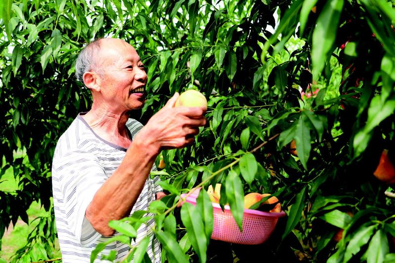黄桃飘香引客来