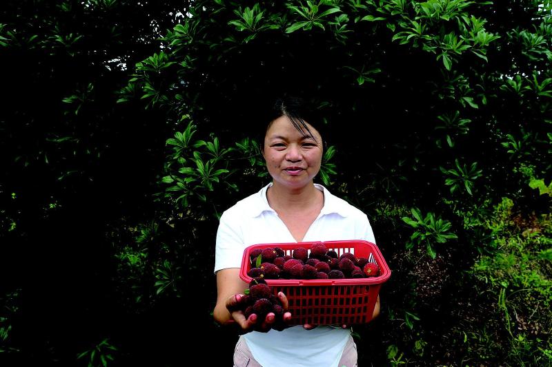 唐小梅 2000株“杨梅嫁妆”遭遇“甜蜜”烦恼