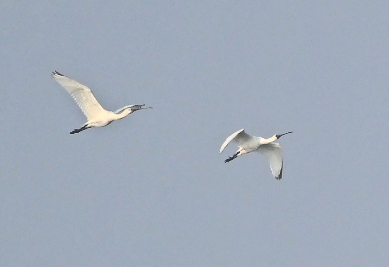 �����޷��ֹ���һ�����������������