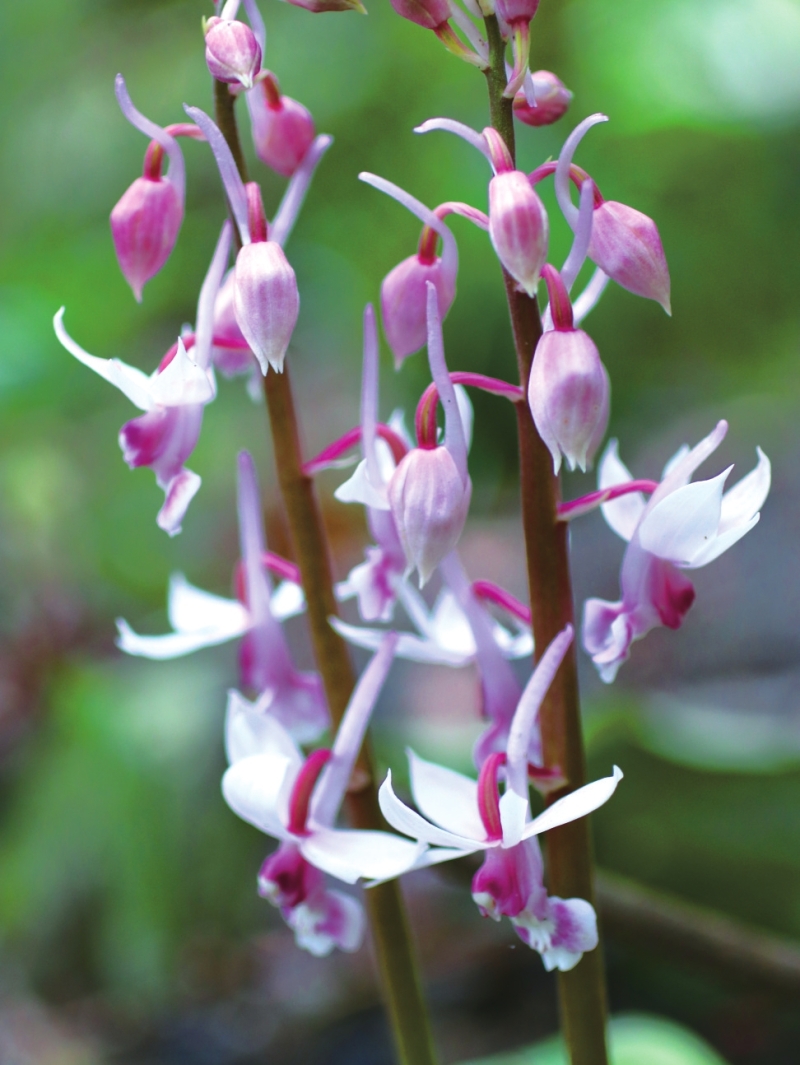 ����Ϫ������ 62��Ұ�������״Ρ���ᡱ