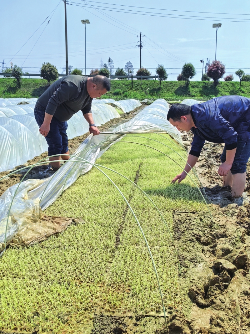 赫山区农技专家下田查看秧苗长势,指导农户采取积极措施。