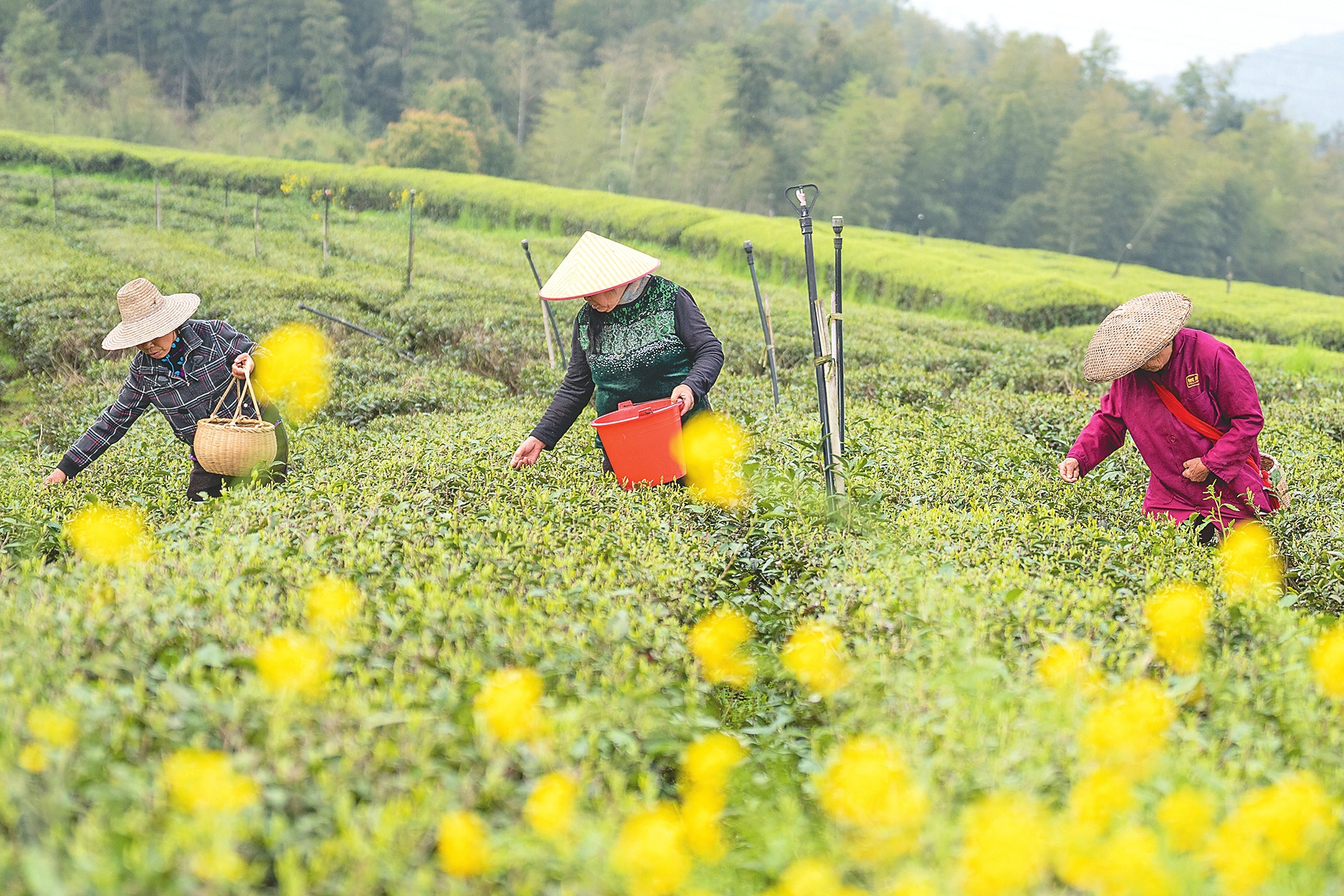 ��ũ�ں�ɽ�����ж������Ҷ��ֲũ��רҵ������900Ķ��̬��԰��ɲ衣