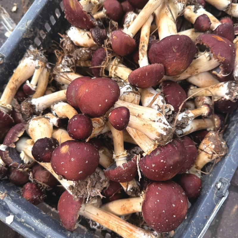 ���ʡ���üë�ĳ�����