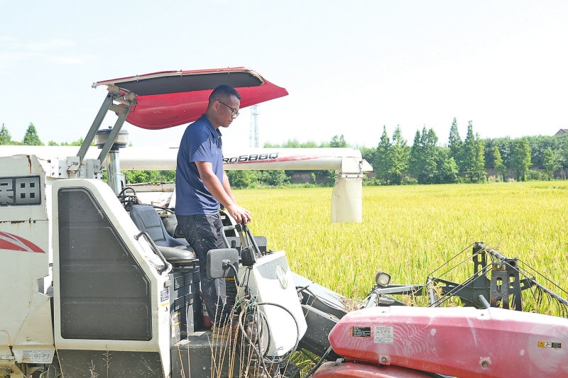 薛永强在操作收割机。